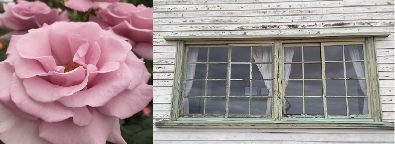 ブルーライトのバラと中野小学校旧校舎の北窓